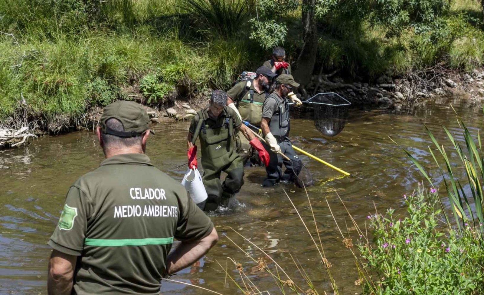 La Junta rescata peces que se quedan en pozas aisladas en el río Tera