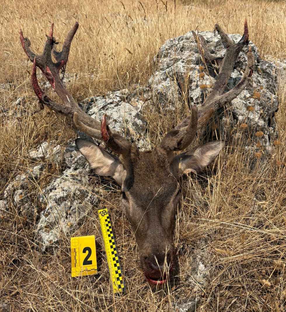 Investigada una persona por matar un ciervo macho en época de veda 