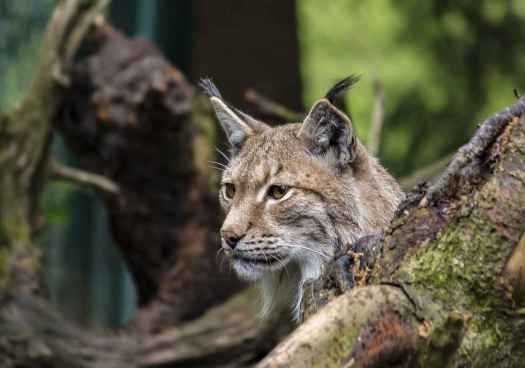Muere atropellado un ejemplar de lince ibérico reintroducido en el Cerrato palentino Muere atropellado un ejemplar de lince ibérico reintroducido en el Cerrato palentino