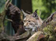 Muere atropellado un ejemplar de lince ibérico reintroducido en el Cerrato palentino 