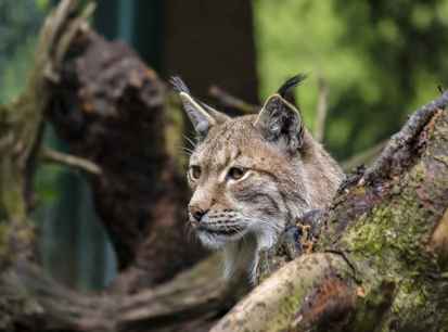 Muere atropellado un ejemplar de lince ibérico reintroducido en el Cerrato palentino 