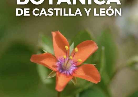 Abierto plazo para inscribirse en el concurso de fotografía Botánica de Castilla y León Abierto plazo para inscribirse en el concurso de fotografía Botánica de Castilla y León