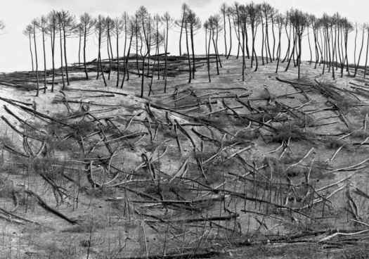 Tardelcuende sigue recordando el gran incendio del año 2000 con exposición "El Bosque Quemado" Tardelcuende sigue recordando el gran incendio del año 2000 con exposición "El Bosque Quemado"