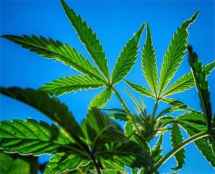 El consumo de cannabis entre adolescentes se reduce un 40 por ciento en las dos últimas décadas
