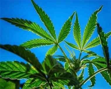 El consumo de cannabis entre adolescentes se reduce un 40 por ciento en las dos últimas décadas El consumo de cannabis entre adolescentes se reduce un 40 por ciento en las dos últimas décadas