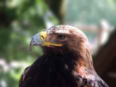 Vuelo de rapaces para aprender y educar en Las Cuevas de Soria