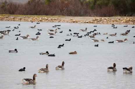 La Junta confirma gripe aviar en análisis sobre anátidas encontradas muertas en Villafáfila