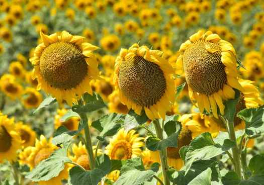 ASAJA Soria pide prudencia ante la nueva campaña de cereal