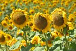 ASAJA Soria pide prudencia ante la nueva campaña de cereal