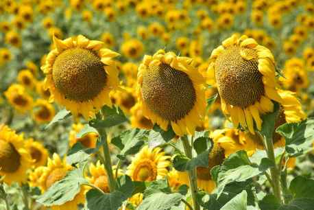 Tiempo de girasoles en Andaluz