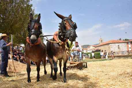 Trashumancia y trilla en el mercado tradicional de San Pedro Manrique