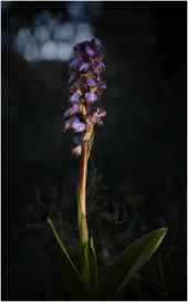 La fotografía de una orquídea autóctona gana concurso de Fotografía Botánica de Castilla y León.