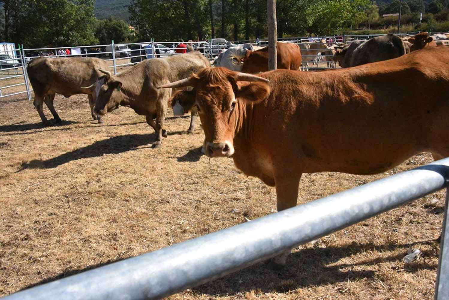 La Junta amplía hasta de enero medidas de prevención frente a la dermatosis nodular contagiosa