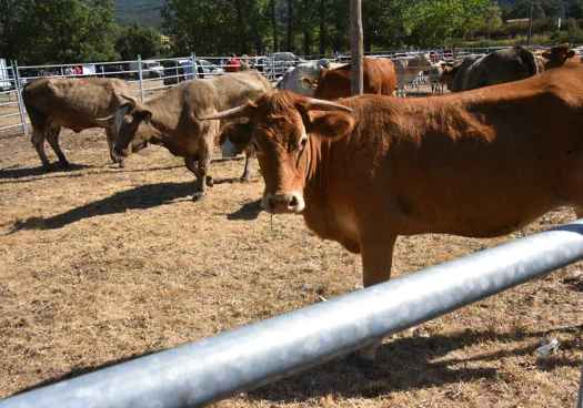 La Junta amplía hasta de enero medidas de prevención frente a la dermatosis nodular contagiosa