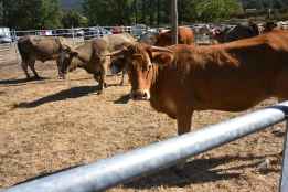 La Junta amplía hasta e2 de enero medidas de prevención frente a la dermatosis nodular contagiosa