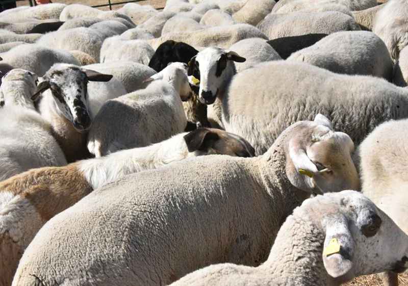 La Junta destina dos millones para fomentar cría y conservación de razas autóctonas de Castilla y León 