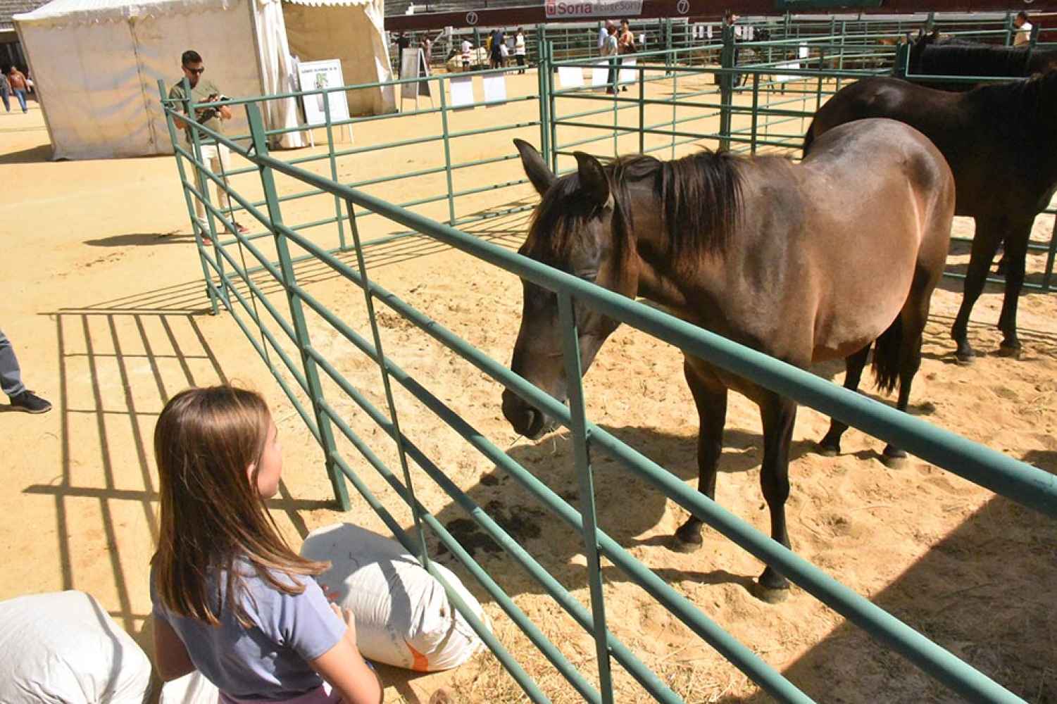 Soria celebra la XIV edición de su Feria Ganadera