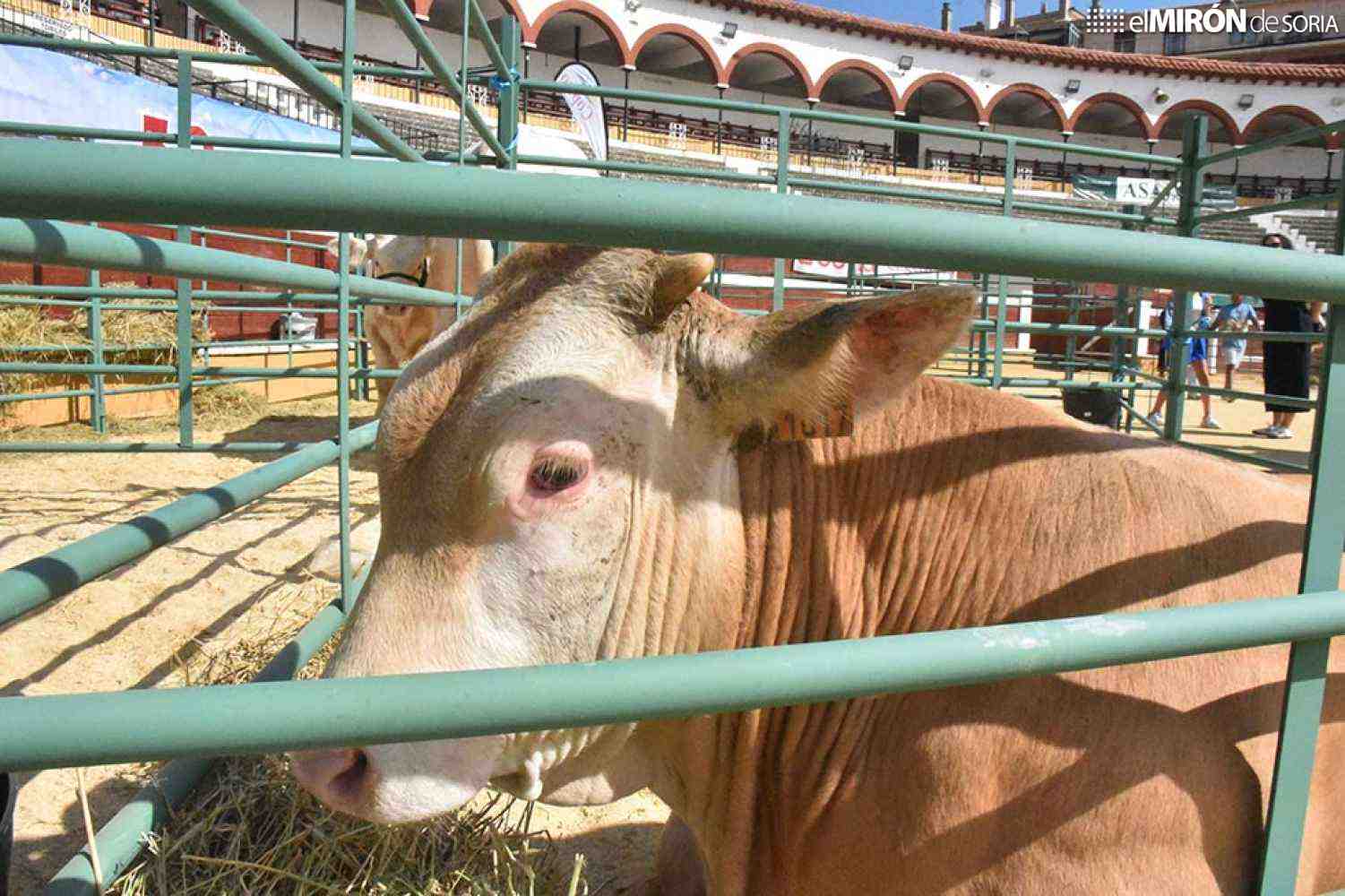 La Junta suspende a partir del sábado ferias y mercados de ganado de la Comunidad
