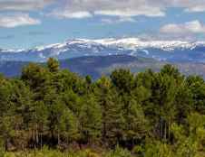 La Junta aprueba proyecto de decreto para regular planificación y ordenación forestal