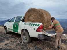 Celadores de Medio Ambiente aportan alimentos a fauna silvestre en terrenos incendiados