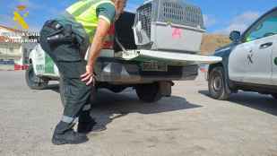 La Guardia Civil ha rescatado buitre de mediana de A-2, en Medinaceli
