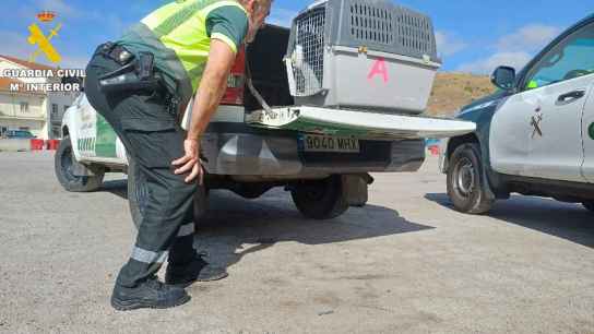 La Guardia Civil ha rescatado buitre de mediana de A-2, en Medinaceli