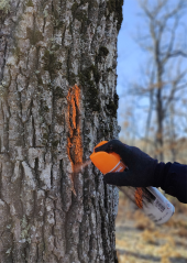 Cesefor organiza en Almazán jornada para aumentar competencias digitales dentro del sector forestal