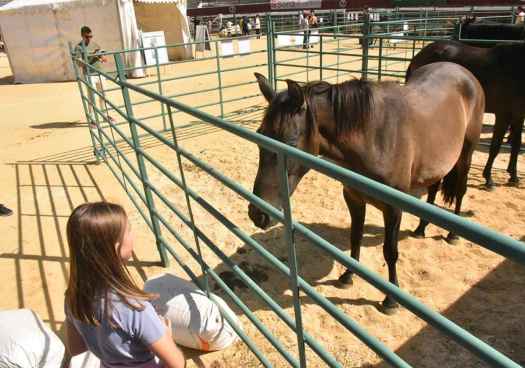Soria celebra la XIV edición de su Feria Ganadera