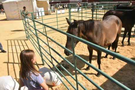 Soria celebra la XIV edición de su Feria Ganadera