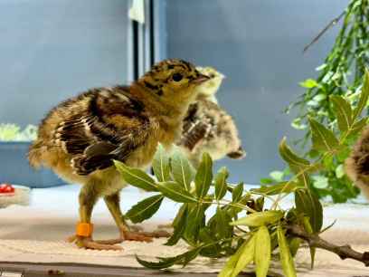La cría en cautividad del urogallo suponen esperanza para la recuperación de la especie