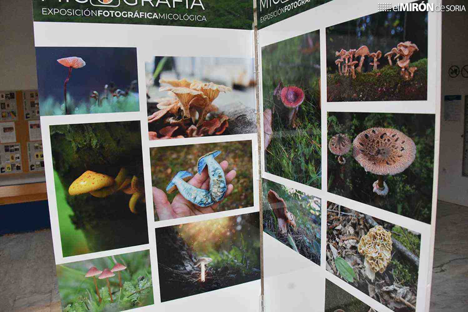 El Micotour de Otoño estrena noviembre en cuatro localidades El Micotour de Otoño estrena noviembre en cuatro localidades