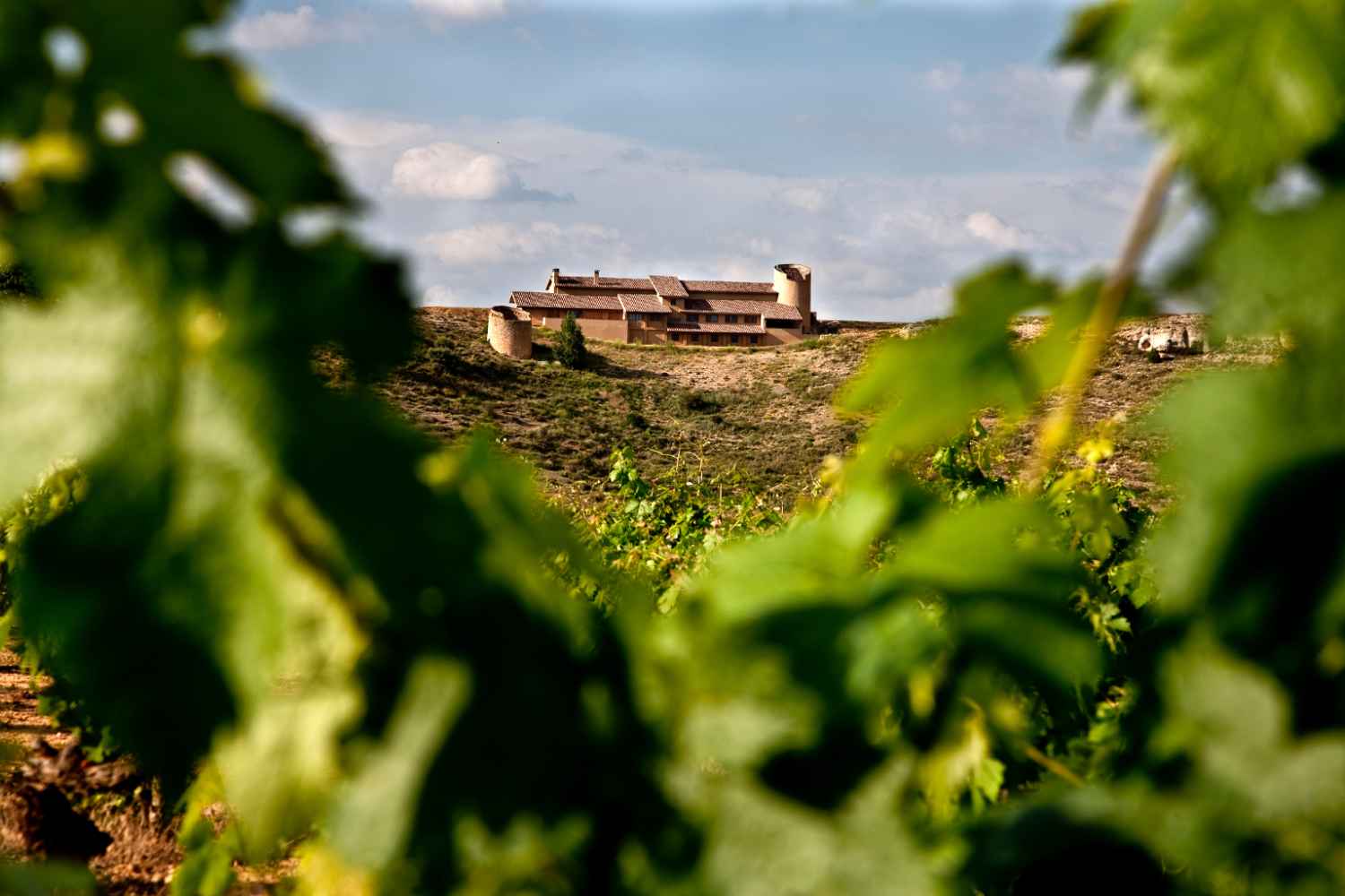Dominio de Atauta presenta su nuevo vino