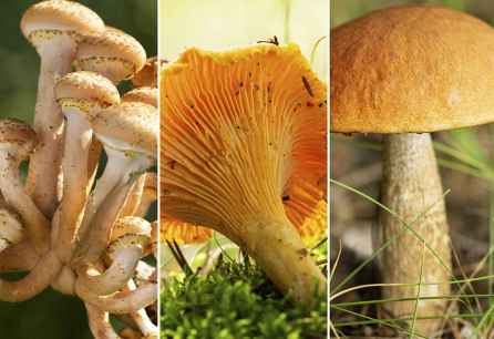 Soria abre página web para reforzar su apuesta por turismo micológico sostenible