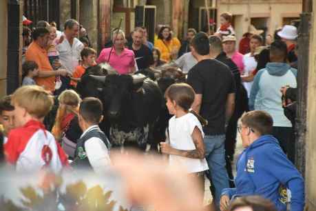 Trashumancia urbana en las fiestas de San Miguel, en Ágreda