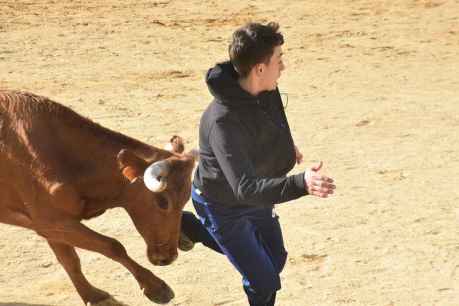 Tradicional suelta de vaquillas en las fiestas de San Saturio