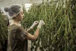 El Consejo de Ministros aprueba Real Decreto que regula el uso medicinal de cannabis