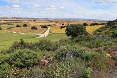 Hacienda subasta lotes de fincas rústicas en Arcos de Jalón