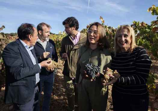 Las denominaciones de origen de Castilla y León alcanzan los 291 millones de kilos en vendimia 