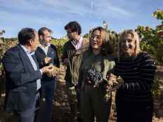 Las denominaciones de origen de Castilla y León alcanzan los 291 millones de kilos en vendimia 