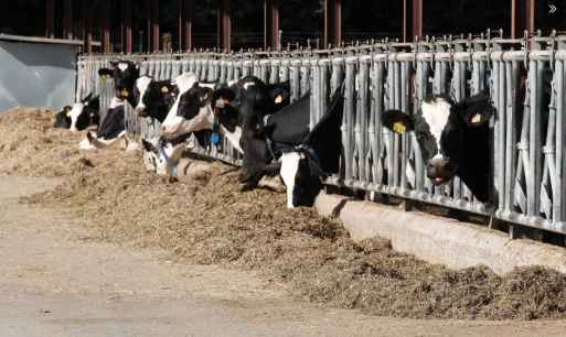 Campaña informativa para reforzar Vigilancia y prevención de Dermatosis Nodular Contagiosa 