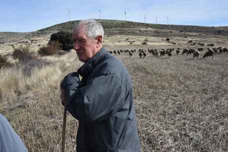 El último rebaño trashumante de Tierras Altas de Soria