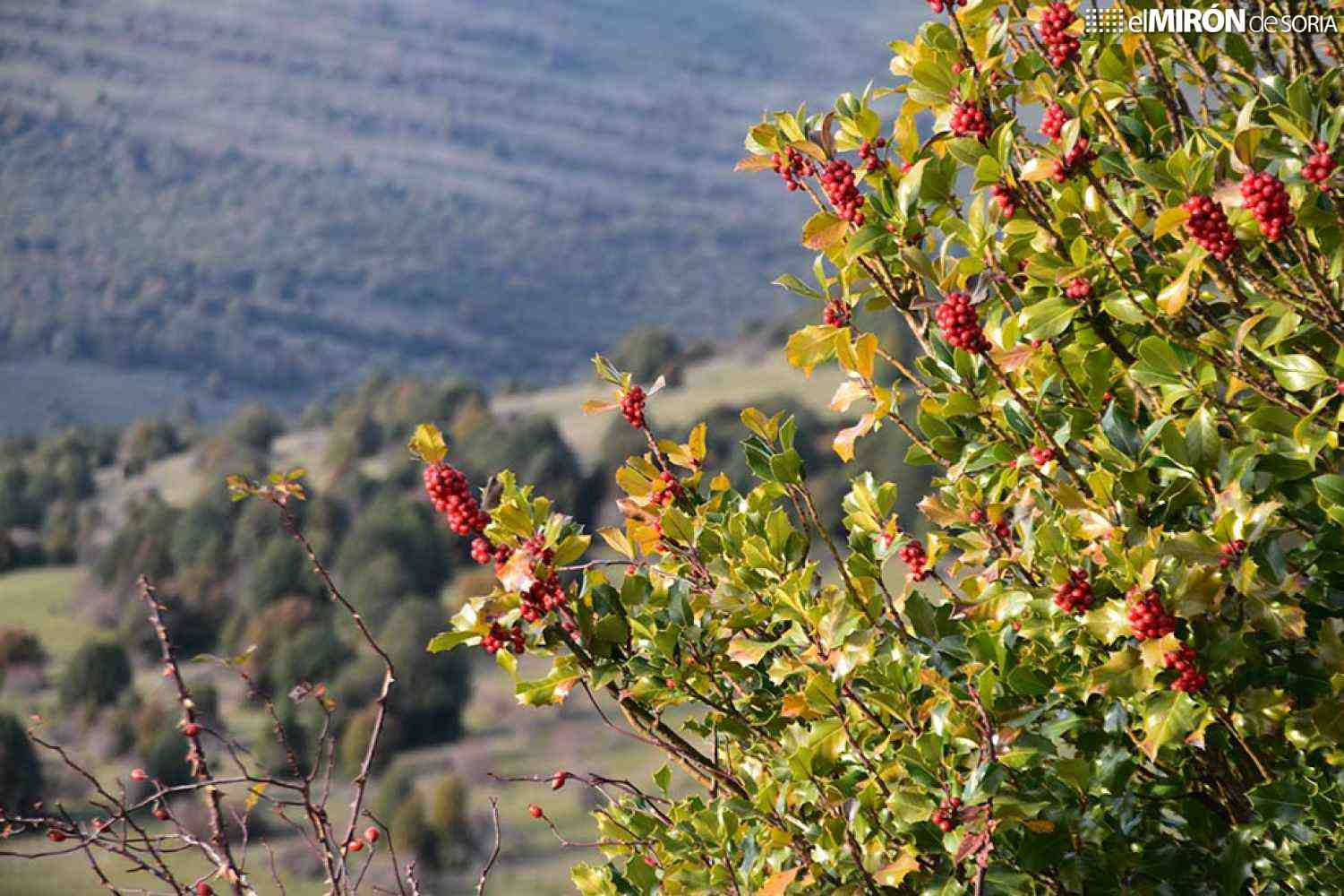 Más de medio millón para restauración de ecosistemas de la provincia de Soria