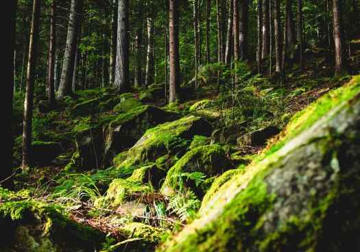 La REMP lanza Observatorio para impulsar conocimiento y gestión de montes públicos