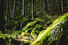 La REMP lanza Observatorio para impulsar conocimiento y gestión de montes públicos