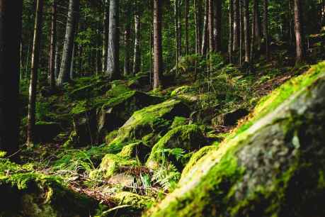 La REMP lanza Observatorio para impulsar conocimiento y gestión de montes públicos