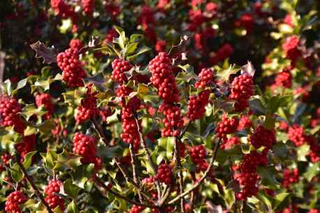 Camino a Garagüeta, el mayor bosque de acebos existente en Europa meridional