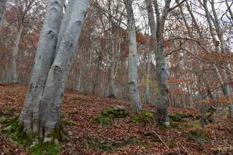 Hayedo de Diustes, un mar de colores otoñales