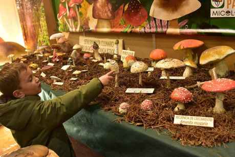 San Leonardo de Yagüe celebra sus XXII Jornadas Micológicas