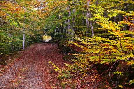 Paseo otoñal por el hayedo del Moncayo soriano