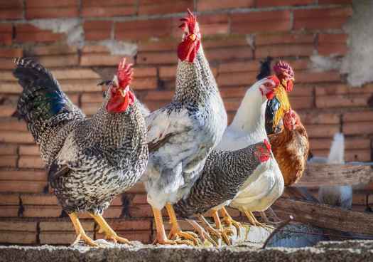 Castilla y León, comunidad más afectada por confinamientos de aves de corral